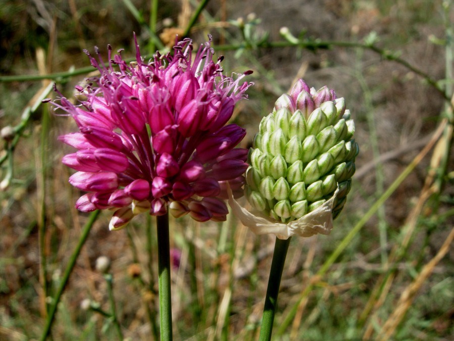 Aglio delle bisce