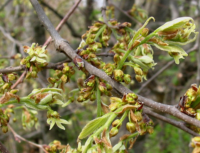 Bagolaro