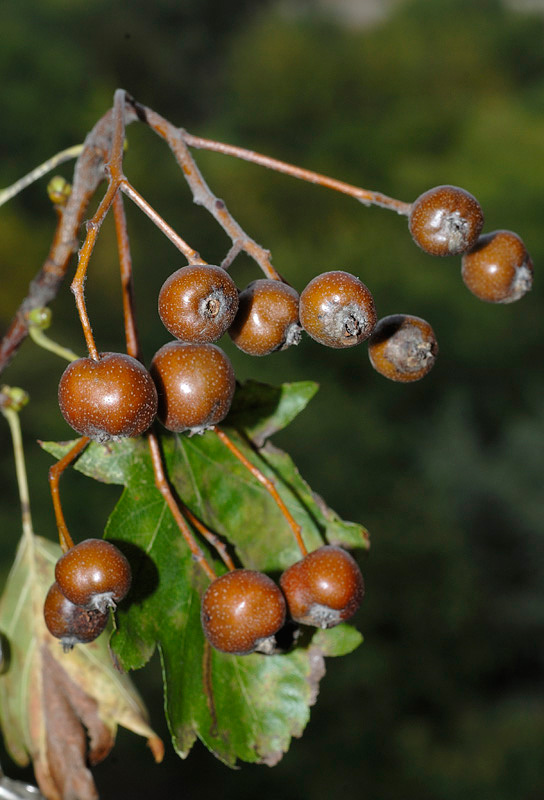 Ciavardello