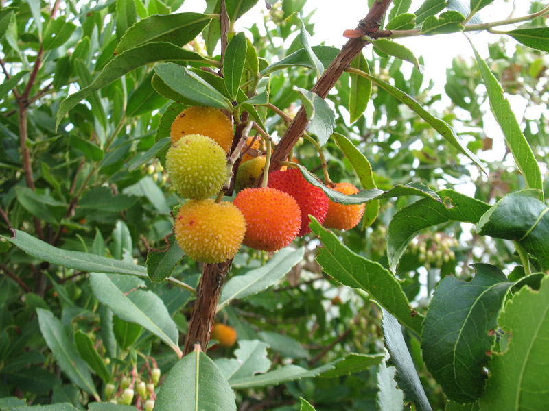 Corbezzolo