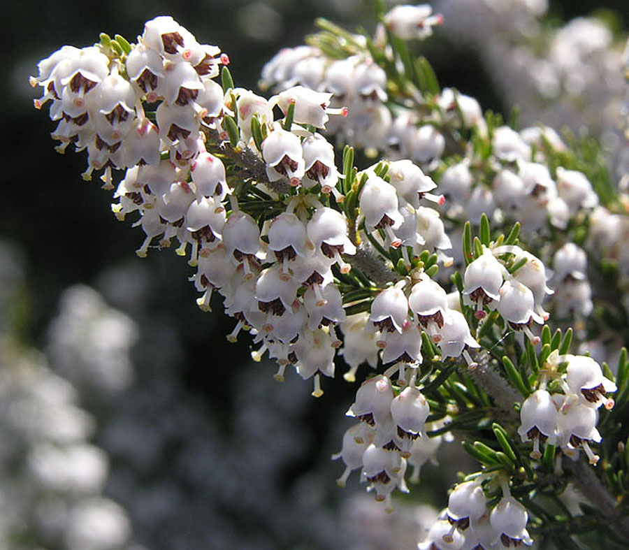 Erica arborea