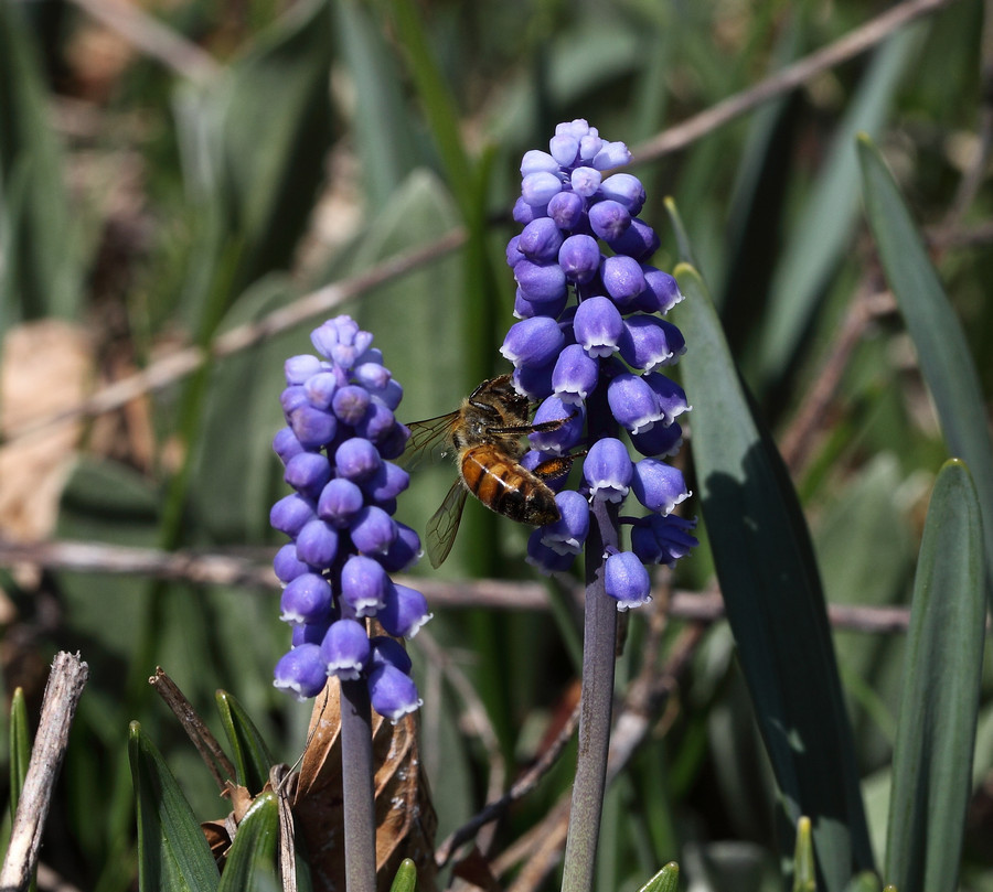Muscari azzurro