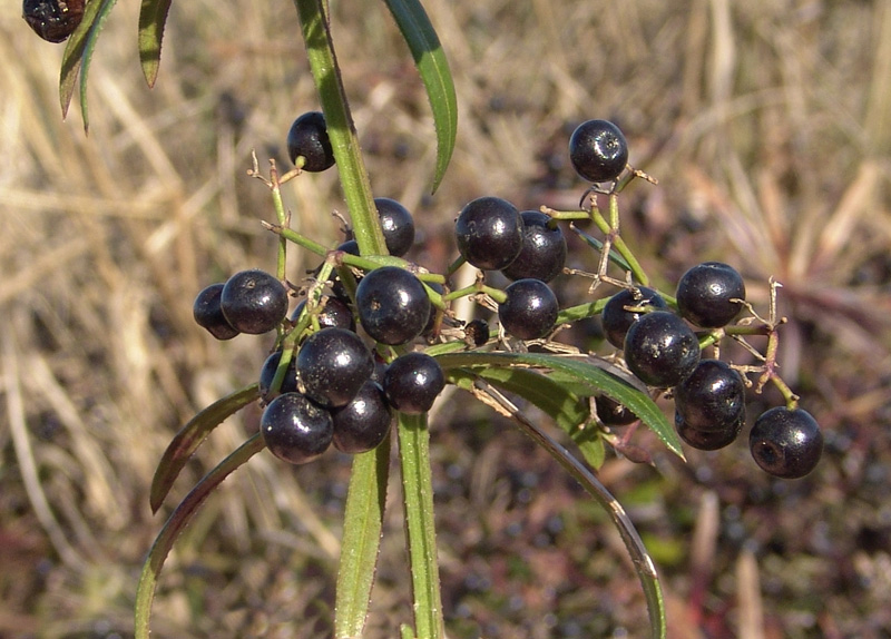 Robbia selvatica