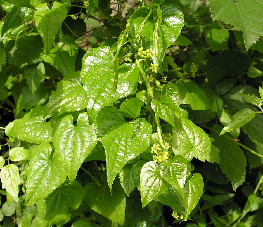 Tamaro
