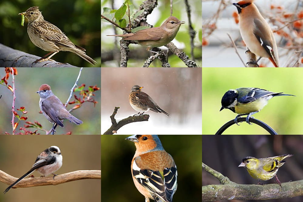 fauna monteortone